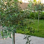 Olive 301 *
