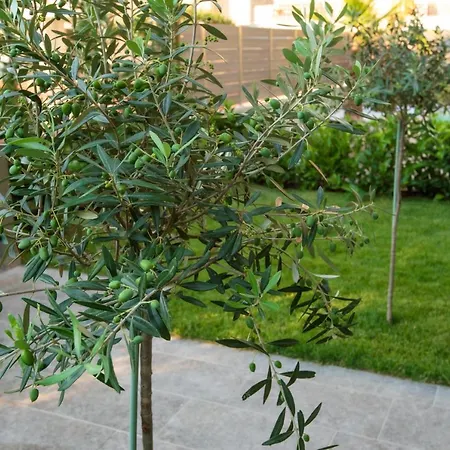 Olive 301 *