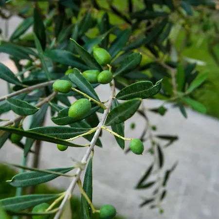 Appartamento Olive 301 *