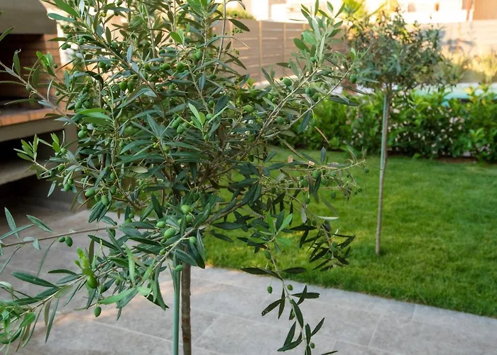 Olive 301 *